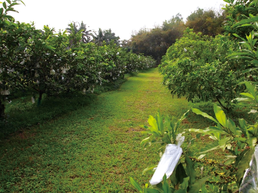 乾坤有機生態休閒農場26