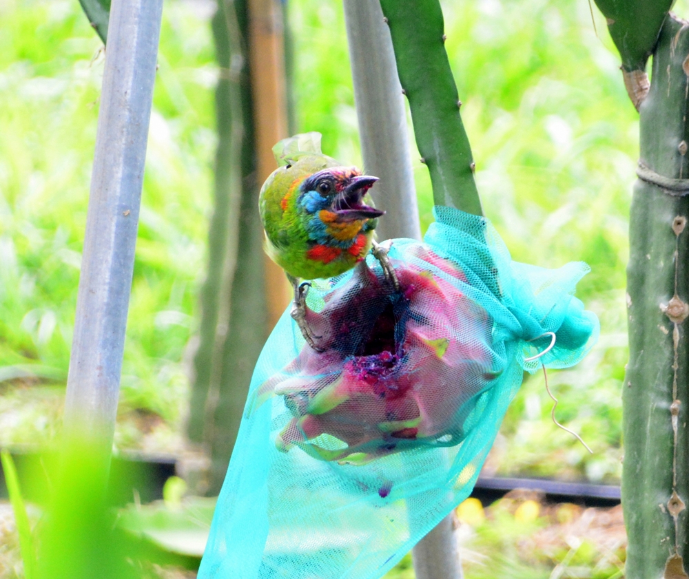 乾坤有機生態休閒農場24