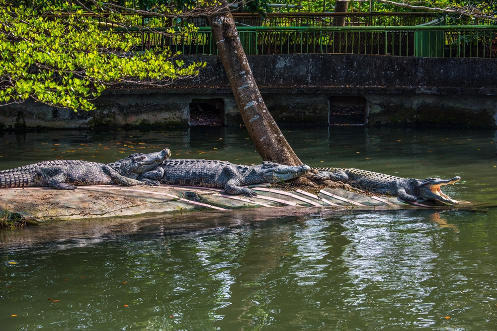 不一樣鱷魚生態休閒農場4