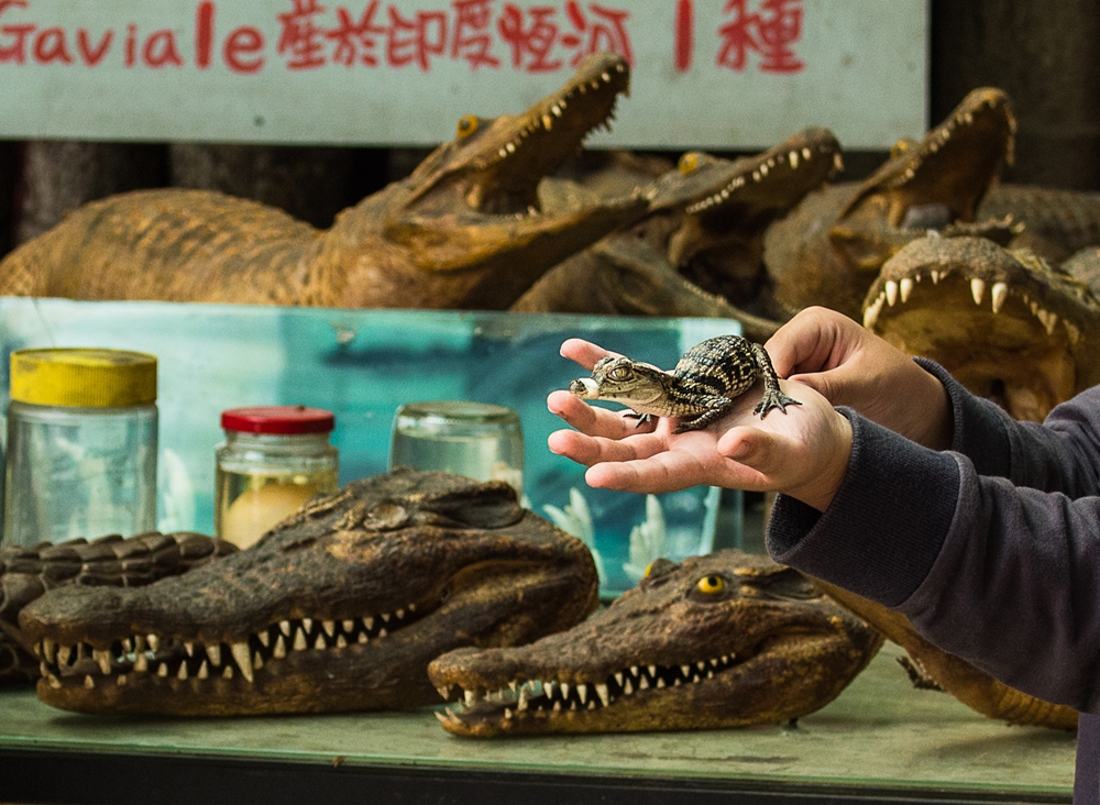 不一樣鱷魚生態休閒農場5