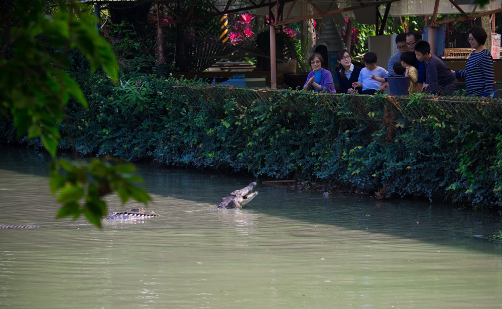 不一樣鱷魚生態休閒農場6