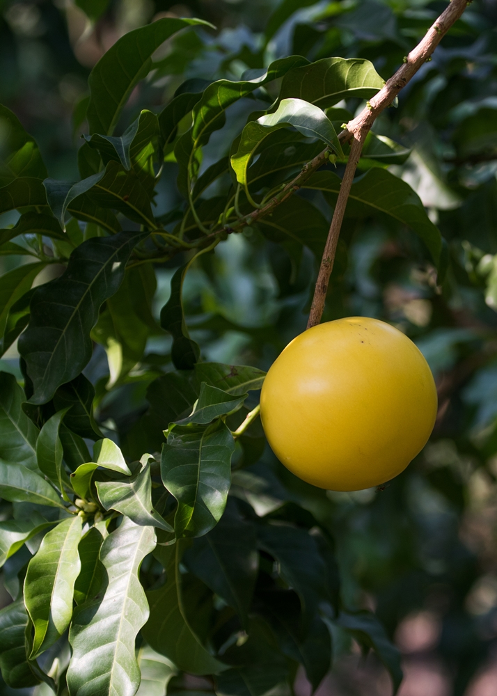 不一樣鱷魚生態休閒農場9