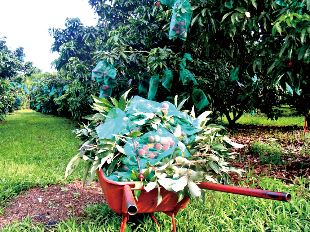 乾坤有機生態休閒農場29