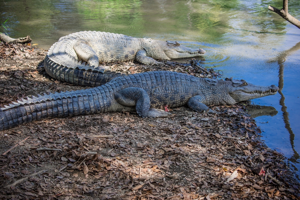 不一樣鱷魚生態休閒農場7
