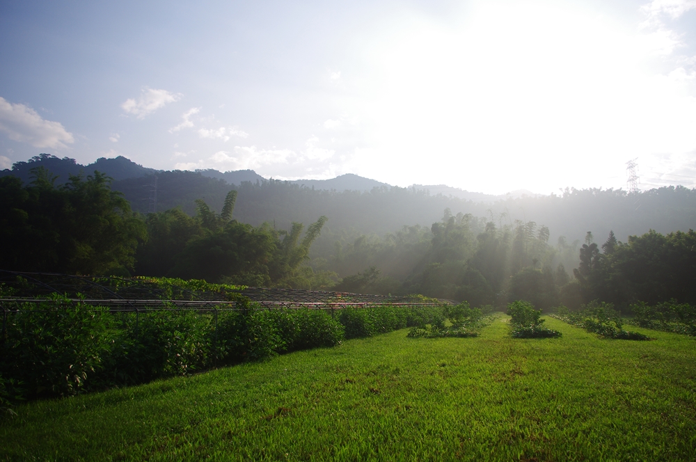 乾坤有機生態休閒農場30