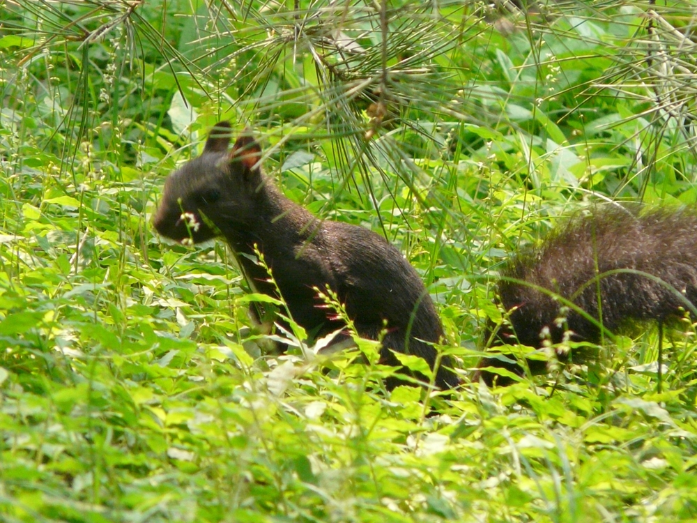 乾坤有機生態休閒農場31