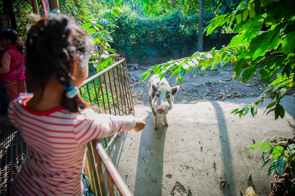 不一樣鱷魚生態休閒農場12