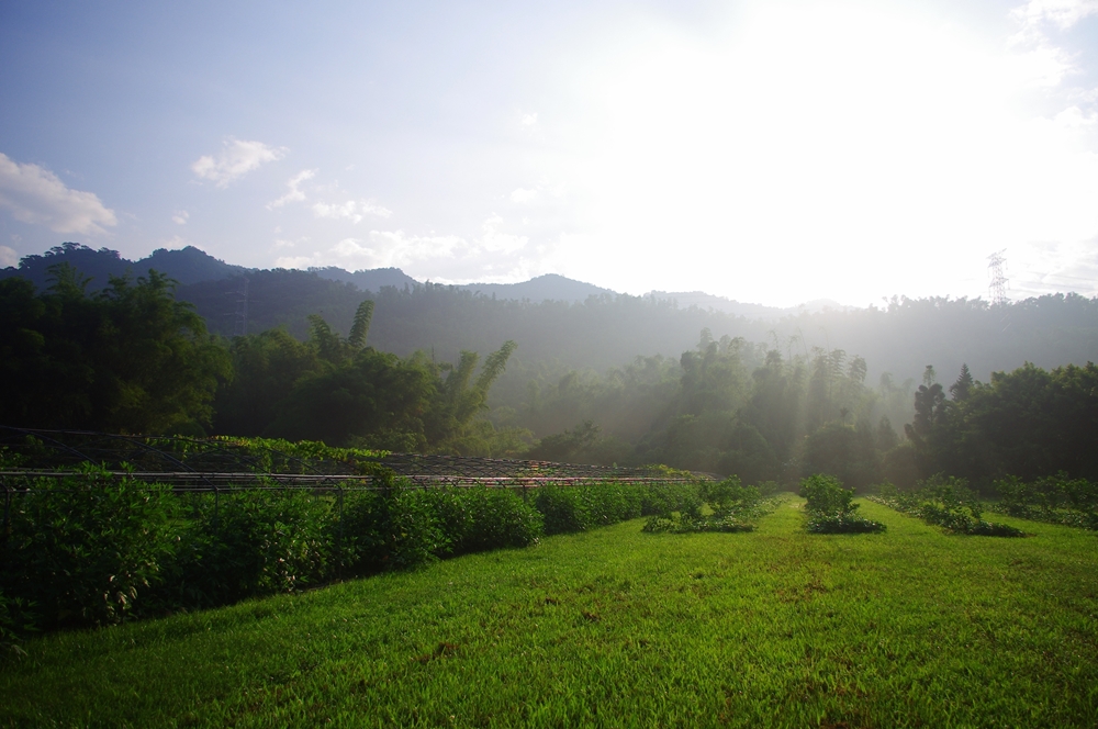 乾坤有機生態休閒農場-農場早晨