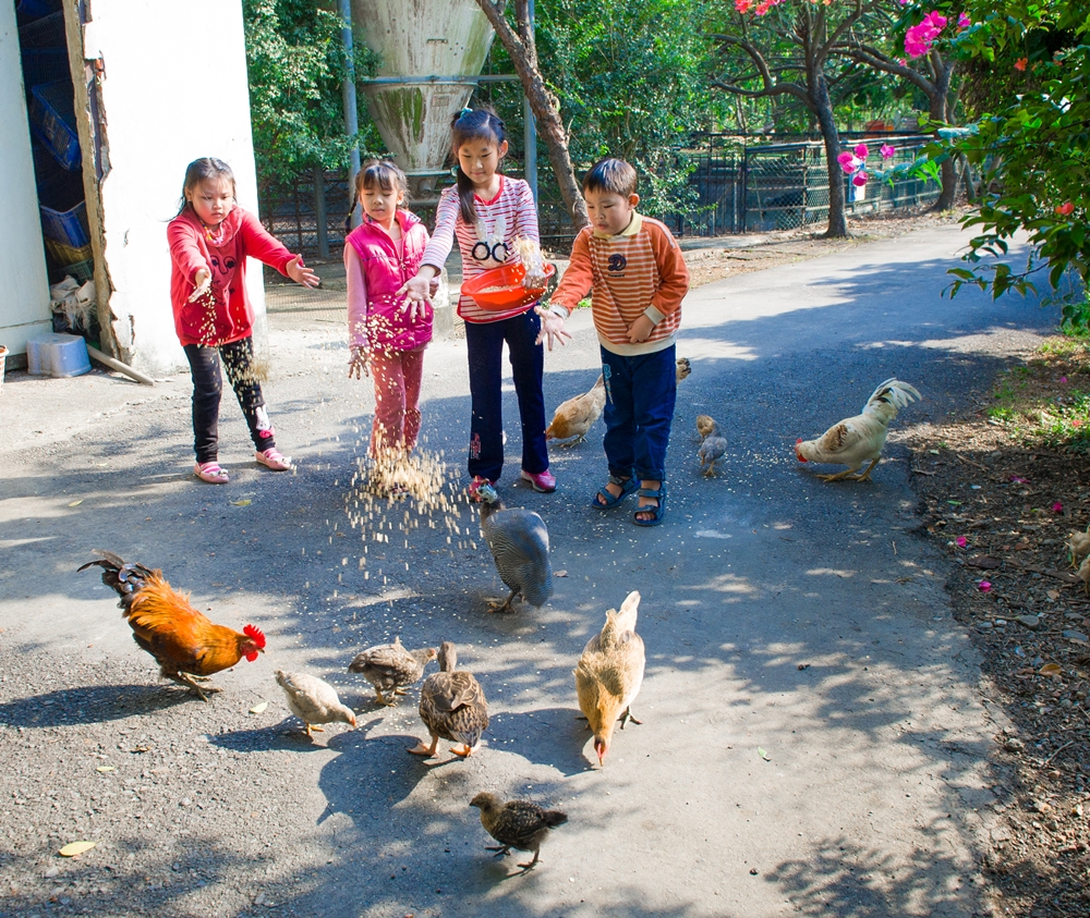 不一樣鱷魚生態休閒農場13