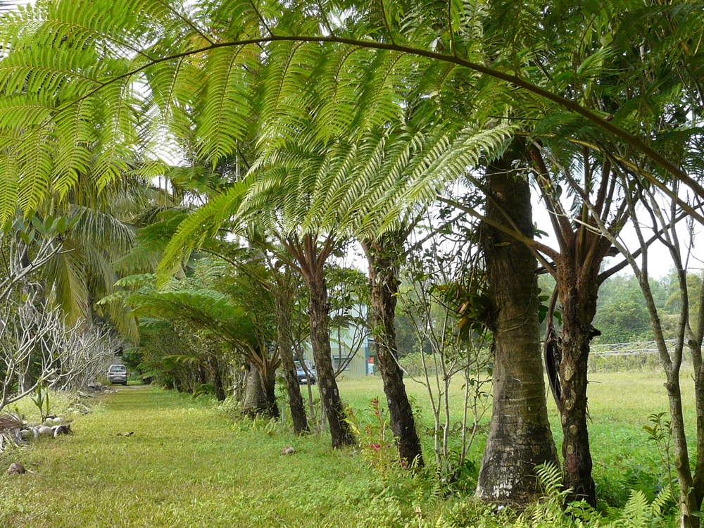 乾坤有機生態休閒農場-農場筆筒樹通道