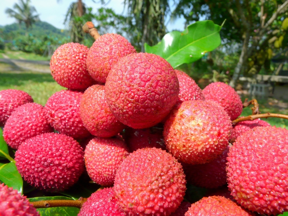 玉荷包荔枝-店家提供