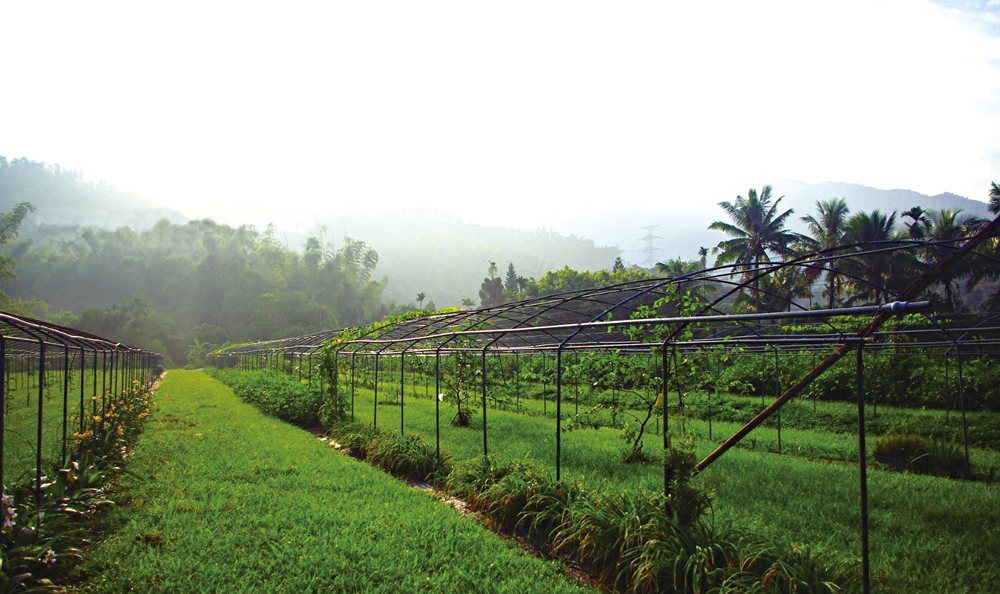 乾坤有機生態休閒農場8