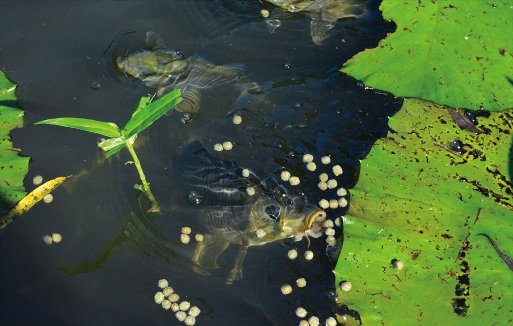 乾坤有機生態休閒農場13