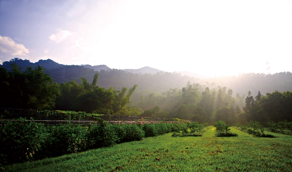 乾坤有機生態休閒農場14