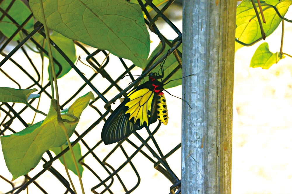 乾坤有機生態休閒農場16