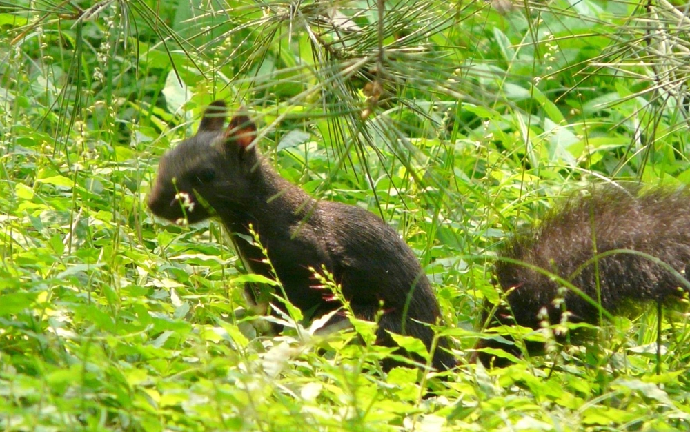 乾坤有機生態休閒農場15