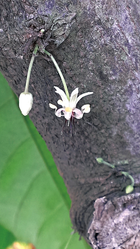 可茵山可可莊園休閒農場9