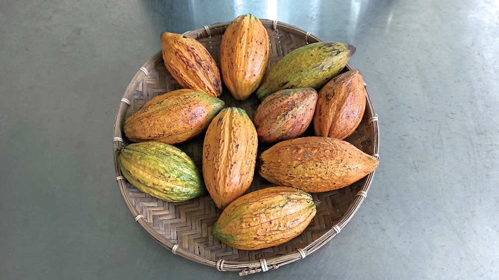 可茵山可可莊園休閒農場14