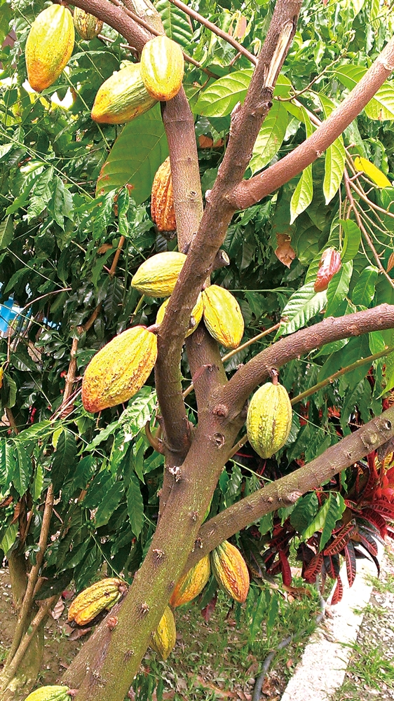 可茵山可可莊園休閒農場15