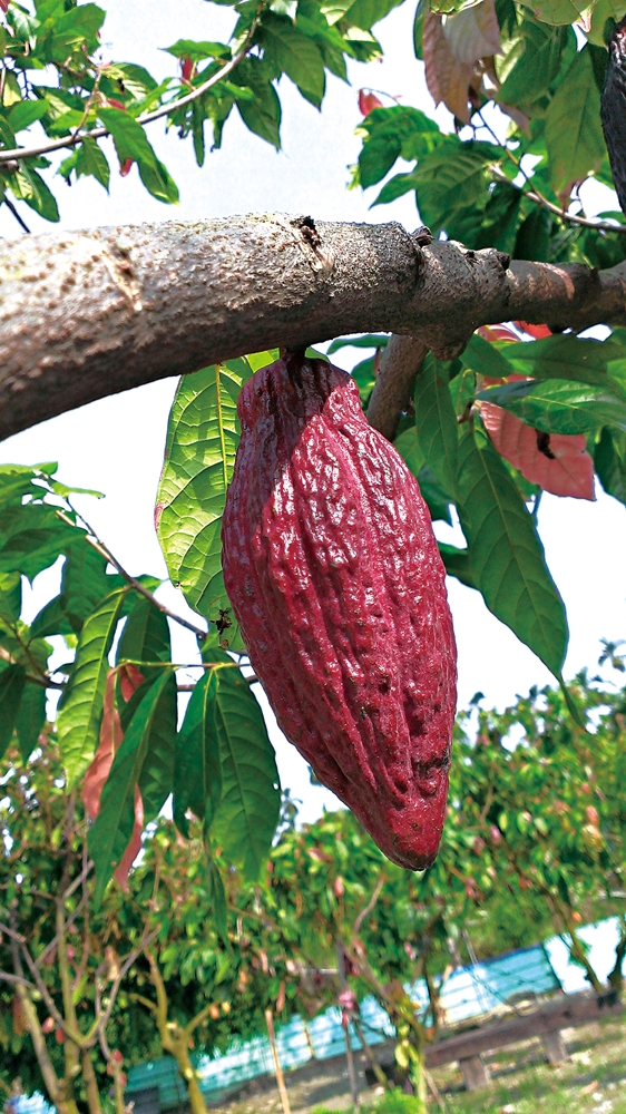 可茵山可可莊園休閒農場16