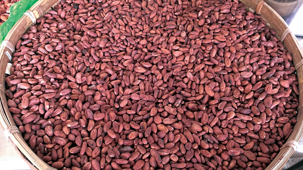 可茵山可可莊園休閒農場18