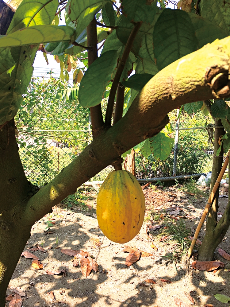 可茵山可可莊園休閒農場21