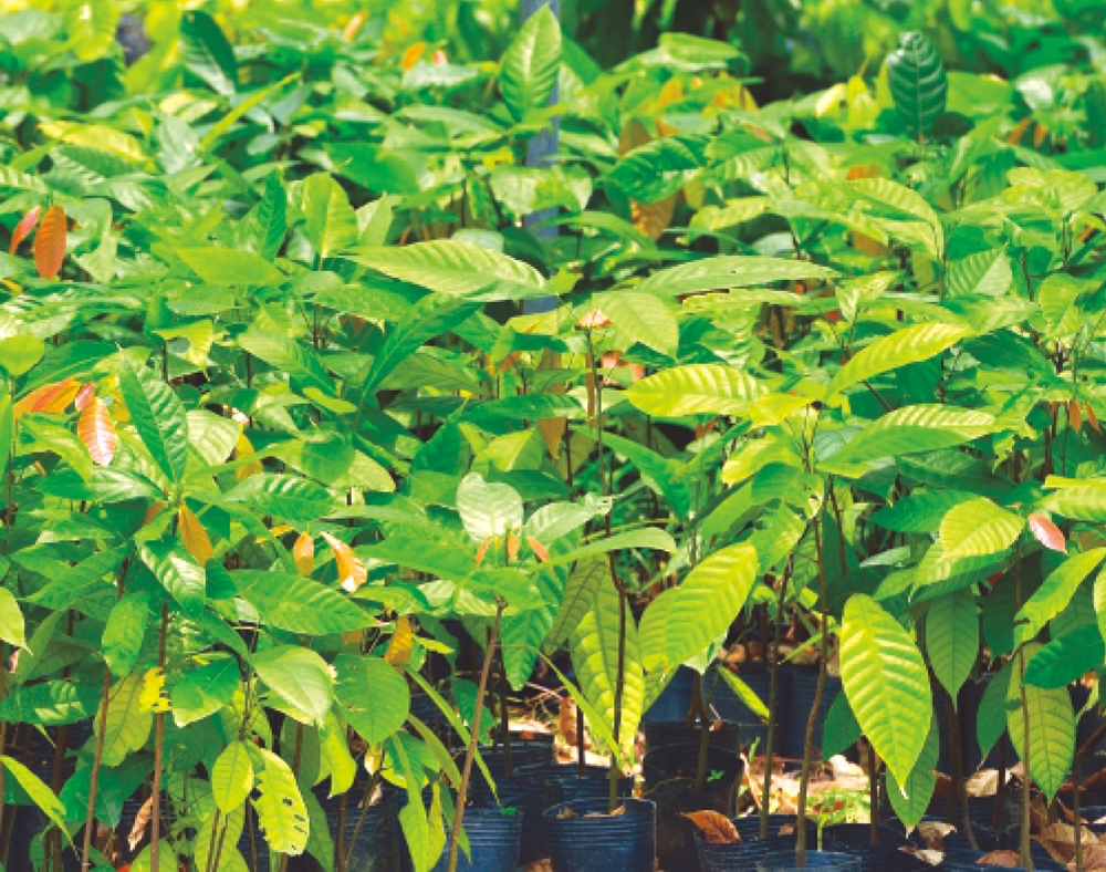 可茵山可可莊園休閒農場1-可可種苗園