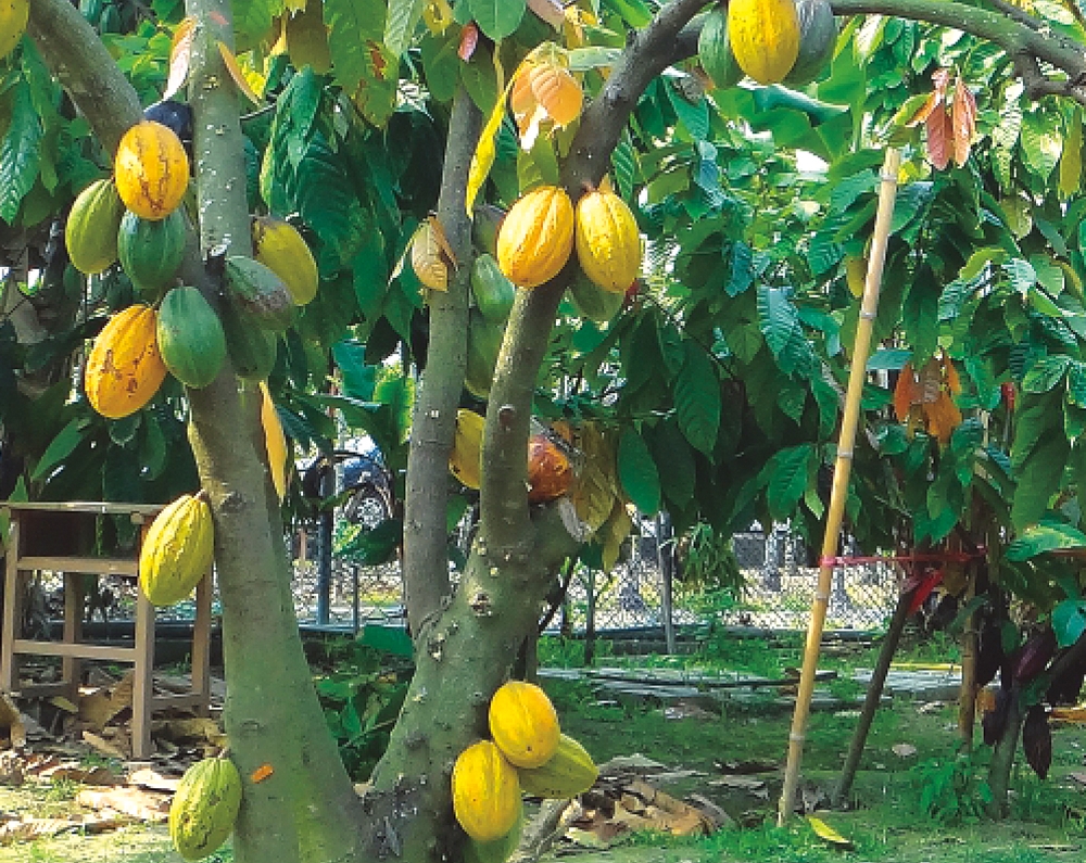 可茵山可可莊園休閒農場2-可可樹果園