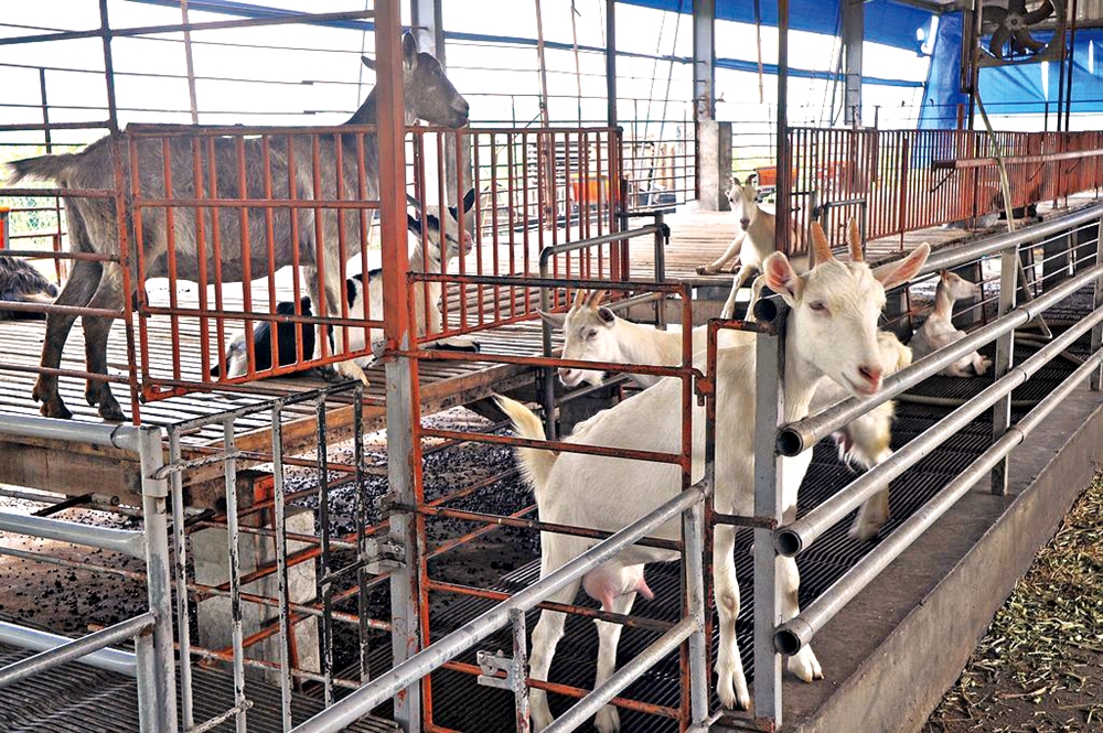 中原世紀休閒農場1