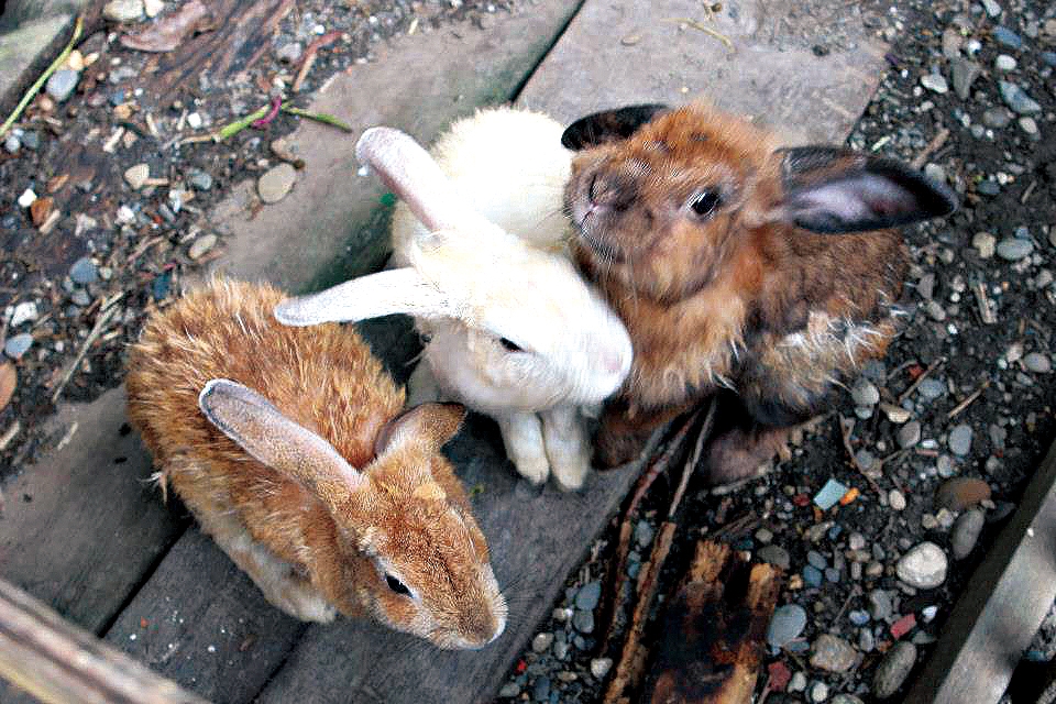 中原世紀休閒農場4