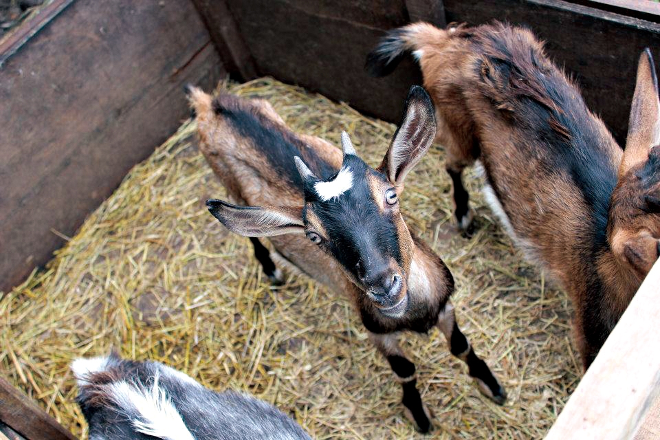 中原世紀休閒農場5