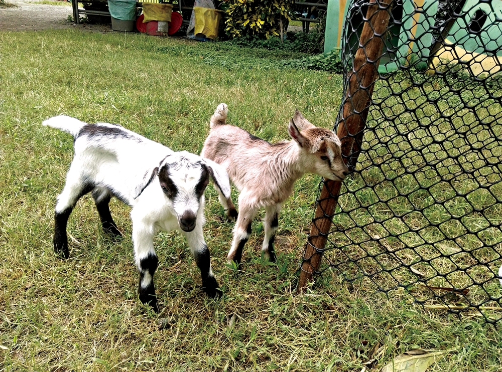 中原世紀休閒農場17