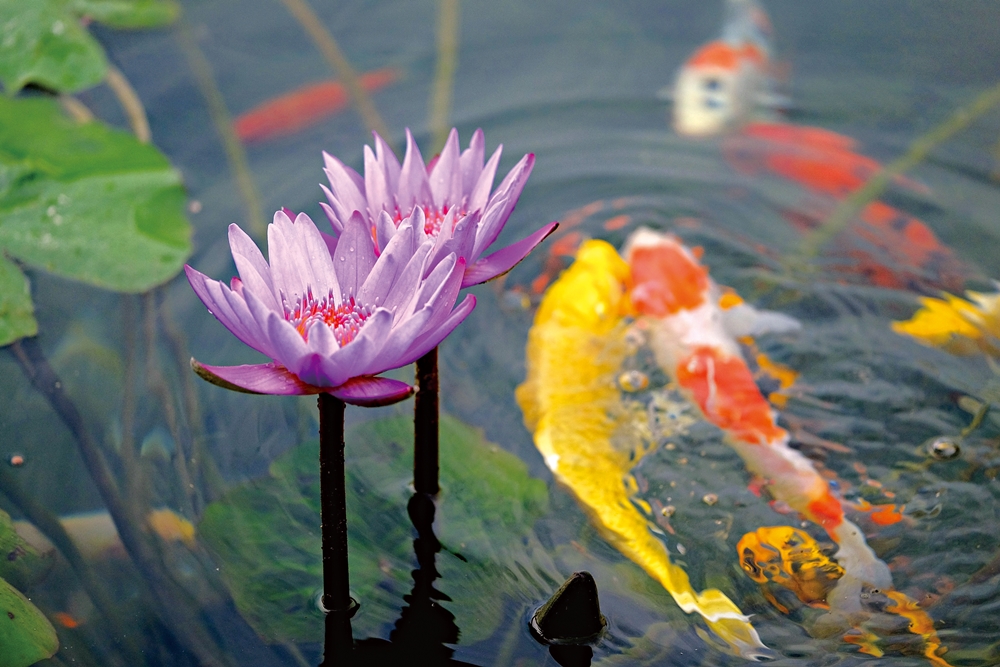 天使花園休閒農場24