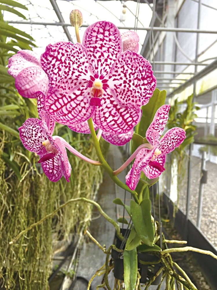 天使花園休閒農場7