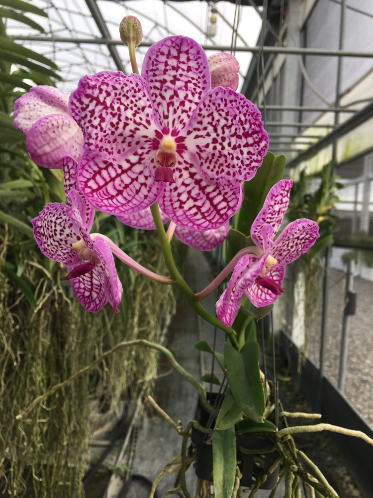 天使花園休閒農場10