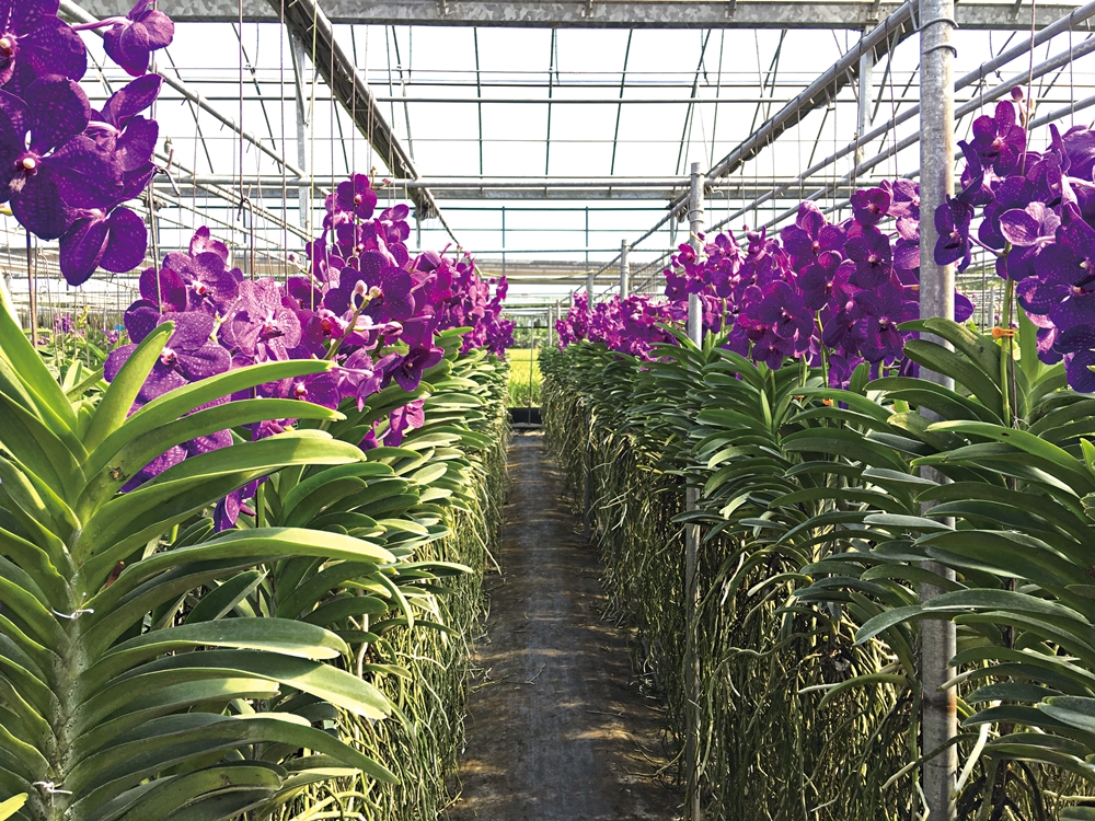 天使花園休閒農場19