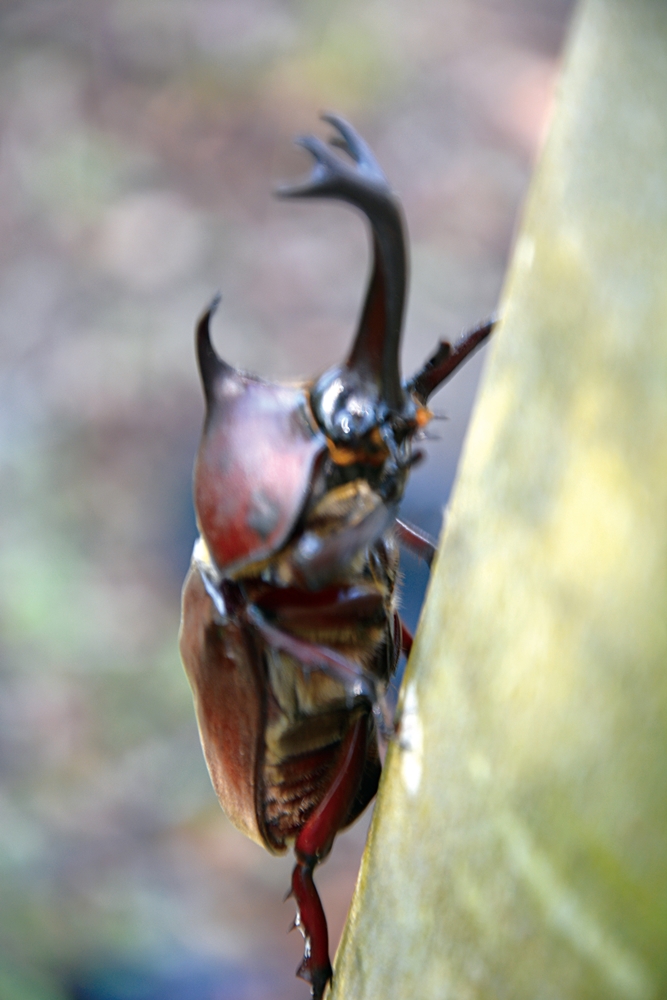 沐雨鍾林生態心靈休閒農場43