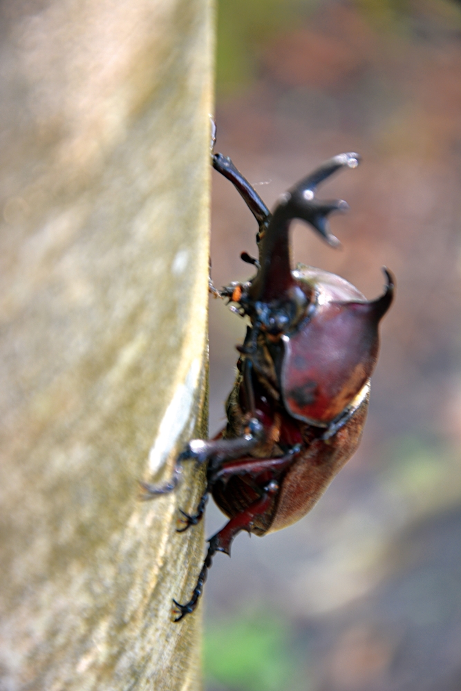 沐雨鍾林生態心靈休閒農場3