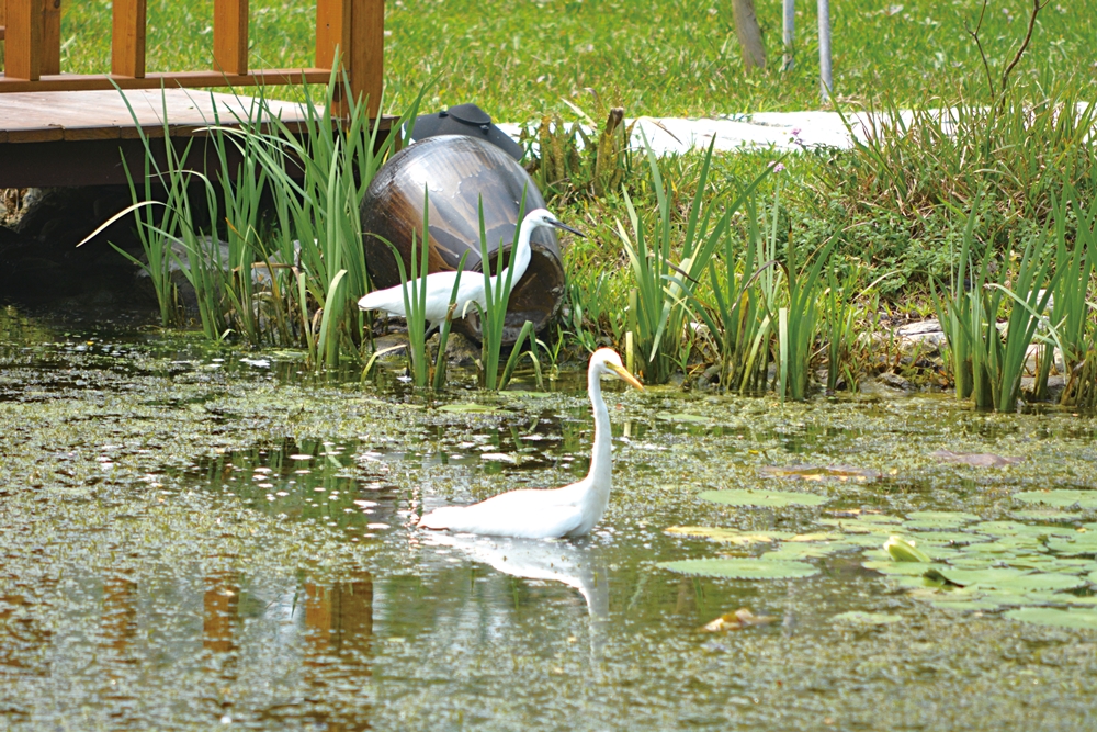 沐雨鍾林生態心靈休閒農場25