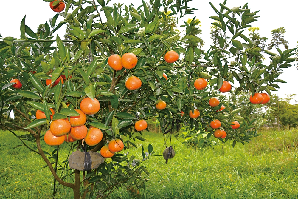 沐雨鍾林生態心靈休閒農場27