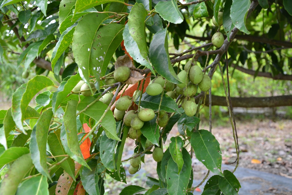 沐雨鍾林生態心靈休閒農場28