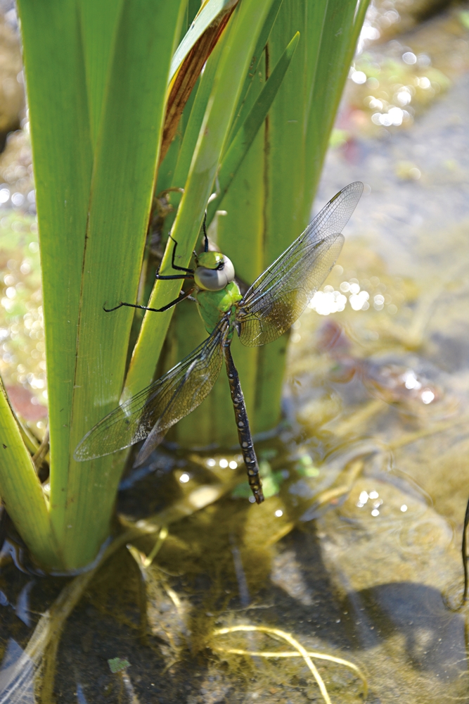 沐雨鍾林生態心靈休閒農場41