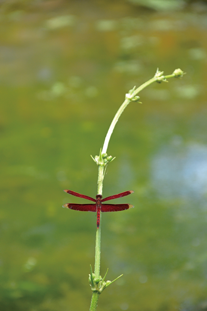 沐雨鍾林生態心靈休閒農場42