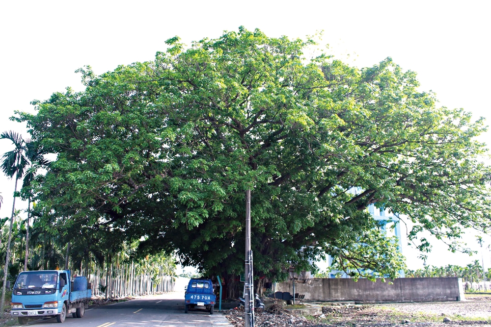 仰山休閒農場14