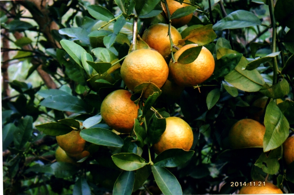 大漢山休閒農場13
