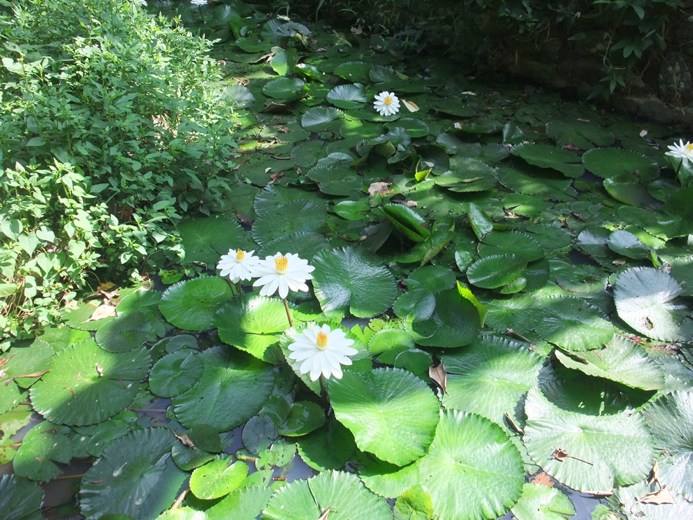大漢山休閒農場12