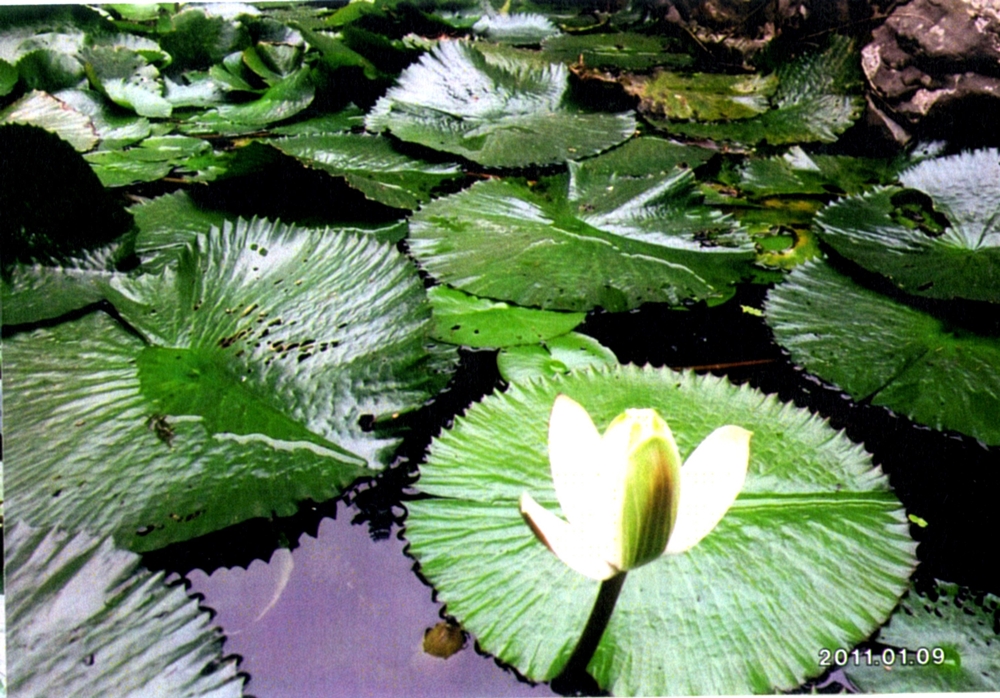 大漢山休閒農場18