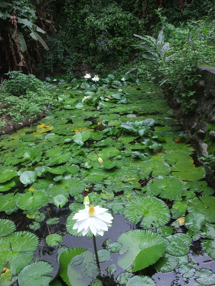 大漢山休閒農場10