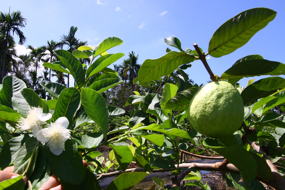 龍子泉休閒農場16