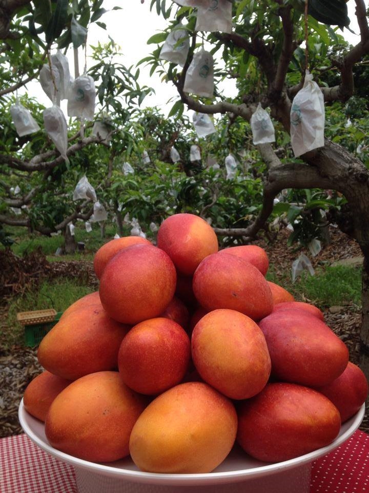 枋山休閒農場-芒果園